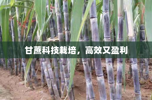 甘蔗科技栽培,高效又盈利 甘蔗科技栽培,高效又盈利
