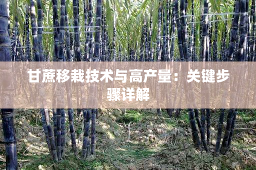 甘蔗移栽技术与高产量：关键步骤详解