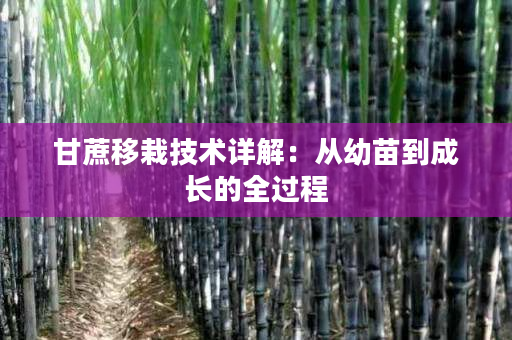 甘蔗移栽技术详解：从幼苗到成长的全过程