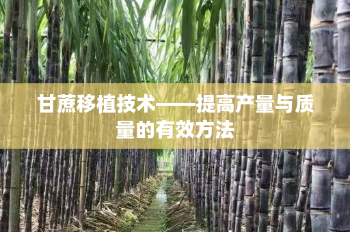 甘蔗移植技术——提高产量与质量的有效方法 甘蔗移植技术——提高产量与质量的有效方法