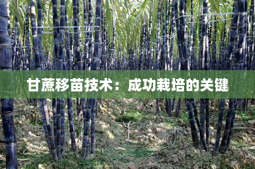 甘蔗移苗技术：成功栽培的关键