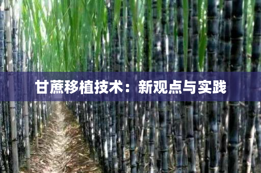 甘蔗移植技术:新观点与实践 甘蔗移植技术:新观点与实践