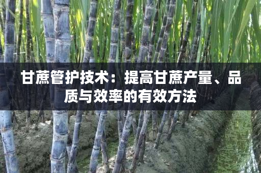 甘蔗管护技术:提高甘蔗产量、品质与效率的有效方法 甘蔗管护技术:提高甘蔗产量、品质与效率的有效方法