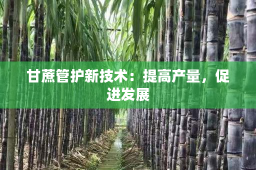 甘蔗管护新技术:提高产量,促进发展 甘蔗管护新技术:提高产量,促进发展