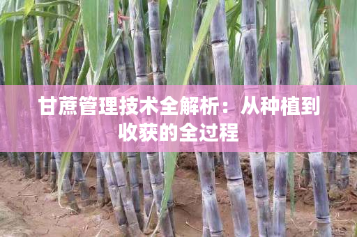 甘蔗管理技术全解析:从种植到收获的全过程 甘蔗管理技术全解析:从种植到收获的全过程