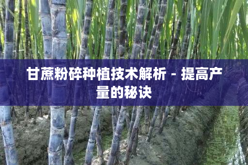 甘蔗粉碎种植技术解析 - 提高产量的秘诀 甘蔗粉碎种植技术解析 - 提高产量的秘诀