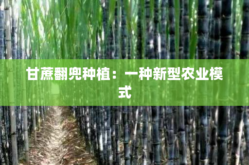 甘蔗翻兜种植:一种新型农业模式 甘蔗翻兜种植:一种新型农业模式