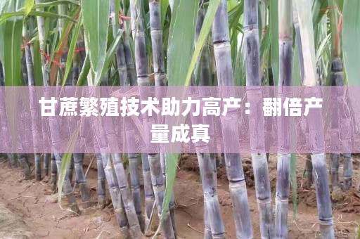 甘蔗繁殖技术助力高产:翻倍产量成真 甘蔗繁殖技术助力高产:翻倍产量成真