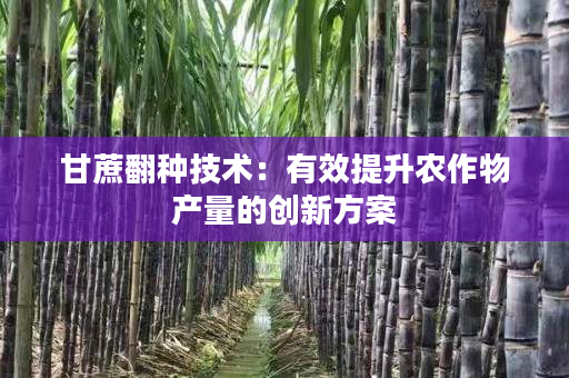 甘蔗翻种技术：有效提升农作物产量的创新方案