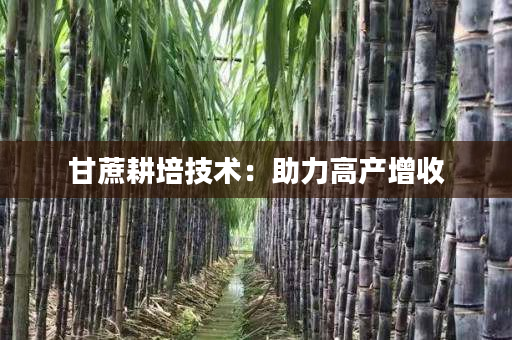 甘蔗耕培技术:助力高产增收 甘蔗耕培技术:助力高产增收
