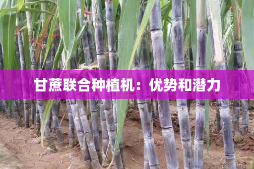 甘蔗联合种植机：优势和潜力
