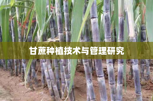 甘蔗种植技术与管理研究 甘蔗种植技术与管理研究