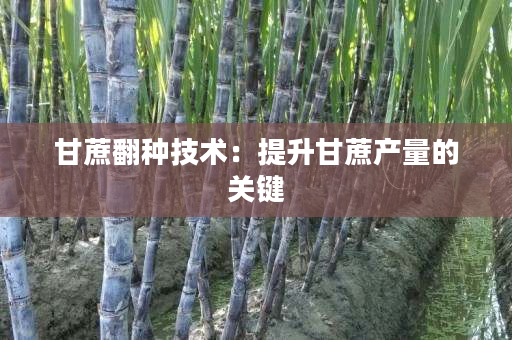 甘蔗翻种技术：提升甘蔗产量的关键