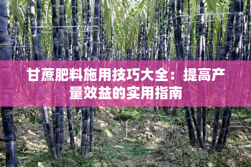 甘蔗肥料施用技巧大全：提高产量效益的实用指南