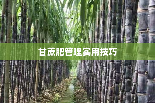 甘蔗肥管理实用技巧