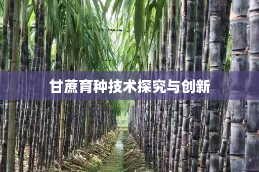 甘蔗育种技术探究与创新