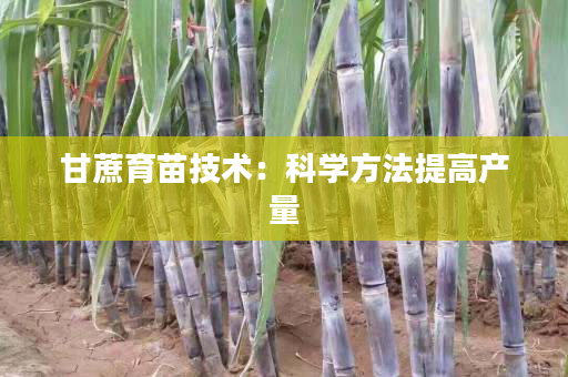 甘蔗育苗技术:科学方法提高产量 甘蔗育苗技术:科学方法提高产量