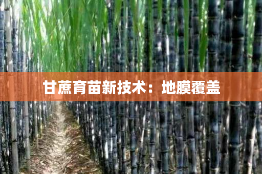 甘蔗育苗新技术：地膜覆盖