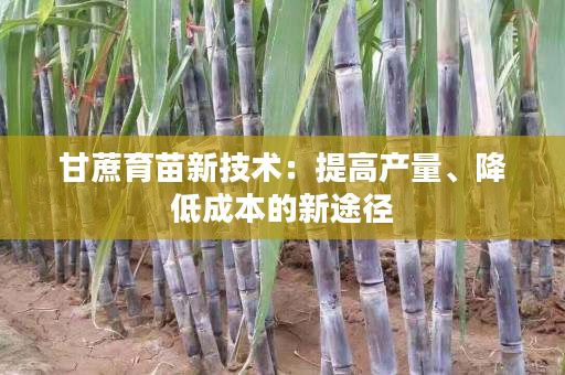 甘蔗育苗新技术：提高产量、降低成本的新途径