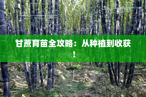 甘蔗育苗全攻略：从种植到收获！
