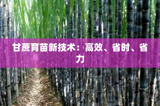 甘蔗育苗新技术：高效、省时、省力