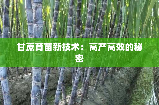 甘蔗育苗新技术:高产高效的秘密 甘蔗育苗新技术:高产高效的秘密