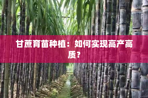 甘蔗育苗种植:如何实现高产高质? 甘蔗育苗种植:如何实现高产高质?