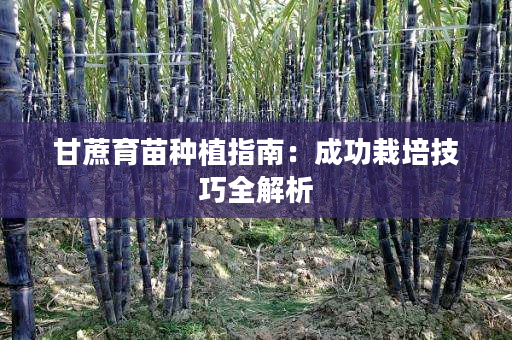 甘蔗育苗种植指南:成功栽培技巧全解析 甘蔗育苗种植指南:成功栽培技巧全解析