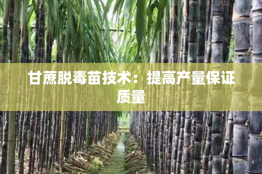 甘蔗脱毒苗技术：提高产量保证质量