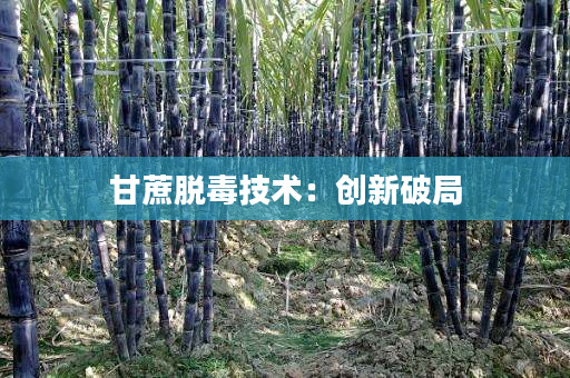 甘蔗脱毒技术:创新破局 甘蔗脱毒技术:创新破局