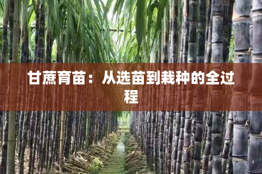 甘蔗育苗：从选苗到栽种的全过程