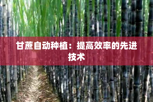 甘蔗自动种植：提高效率的先进技术