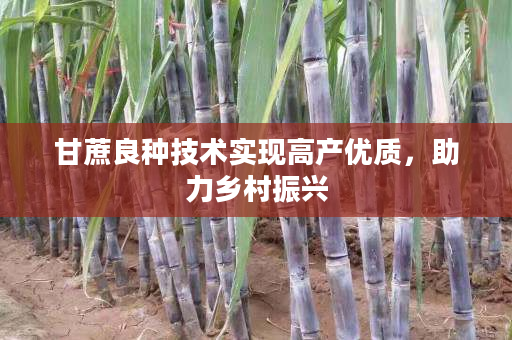 甘蔗良种技术实现高产优质，助力乡村振兴