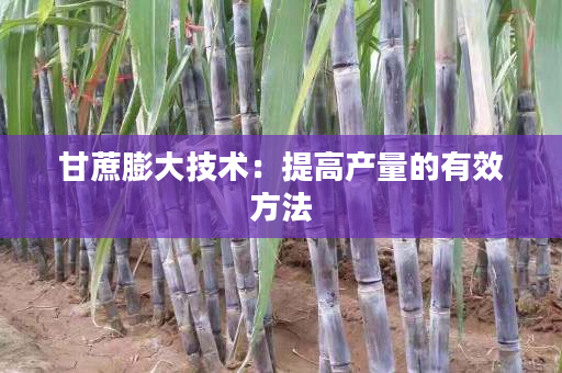 甘蔗膨大技术:提高产量的有效方法 甘蔗膨大技术:提高产量的有效方法