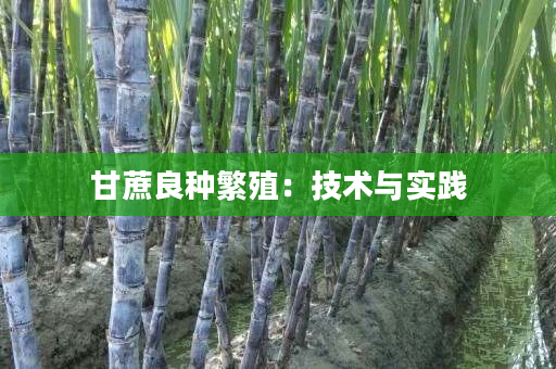 甘蔗良种繁殖:技术与实践 甘蔗良种繁殖:技术与实践
