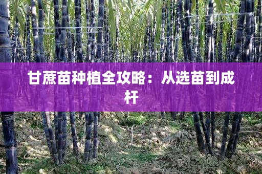 甘蔗苗种植全攻略:从选苗到成杆 甘蔗苗种植全攻略:从选苗到成杆