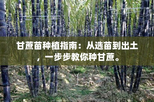 甘蔗苗种植指南:从选苗到出土,一步步教你种甘蔗。 甘蔗苗种植指南:从选苗到出土,一步步教你种甘蔗。