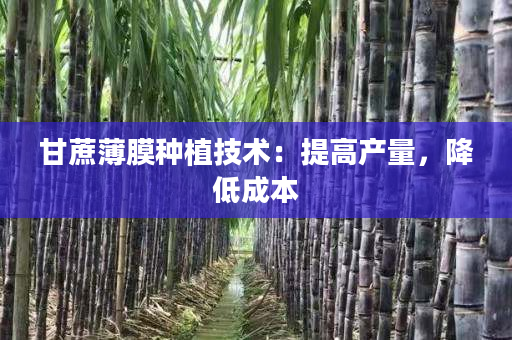 甘蔗薄膜种植技术:提高产量,降低成本 甘蔗薄膜种植技术:提高产量,降低成本