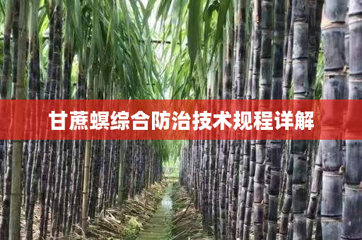 甘蔗螟综合防治技术规程详解 甘蔗螟综合防治技术规程详解