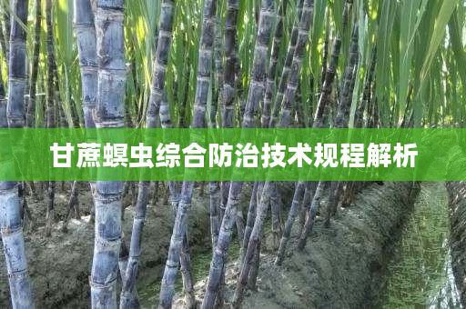 甘蔗螟虫综合防治技术规程解析 甘蔗螟虫综合防治技术规程解析