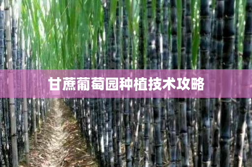 甘蔗葡萄园种植技术攻略 甘蔗葡萄园种植技术攻略