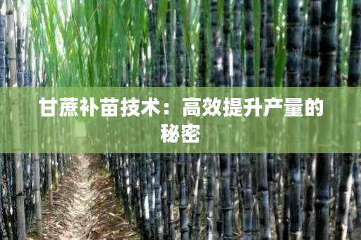 甘蔗补苗技术:高效提升产量的秘密 甘蔗补苗技术:高效提升产量的秘密