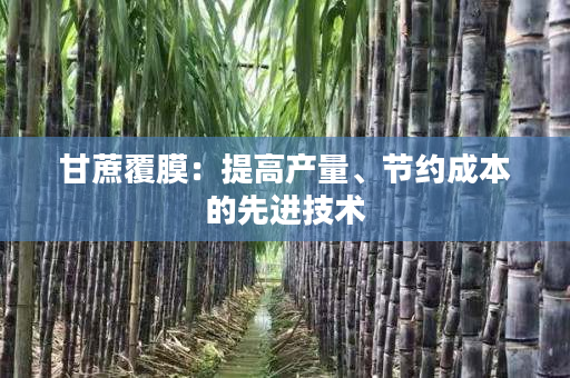 甘蔗覆膜:提高产量、节约成本的先进技术 甘蔗覆膜:提高产量、节约成本的先进技术
