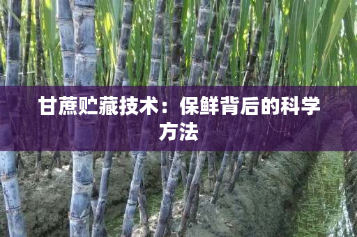 甘蔗贮藏技术:保鲜背后的科学方法 甘蔗贮藏技术:保鲜背后的科学方法