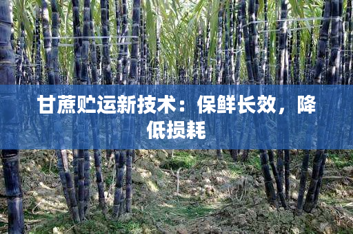 甘蔗贮运新技术:保鲜长效,降低损耗 甘蔗贮运新技术:保鲜长效,降低损耗