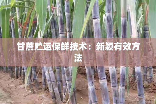 甘蔗贮运保鲜技术：新颖有效方法