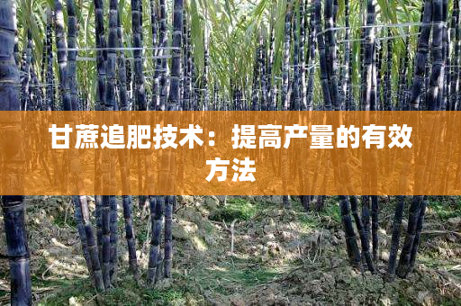 甘蔗追肥技术:提高产量的有效方法 甘蔗追肥技术:提高产量的有效方法