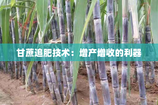 甘蔗追肥技术:增产增收的利器 甘蔗追肥技术:增产增收的利器