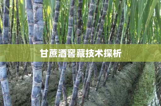 甘蔗酒窖藏技术探析