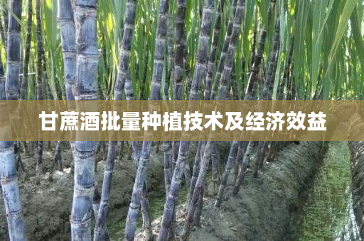 甘蔗酒批量种植技术及经济效益